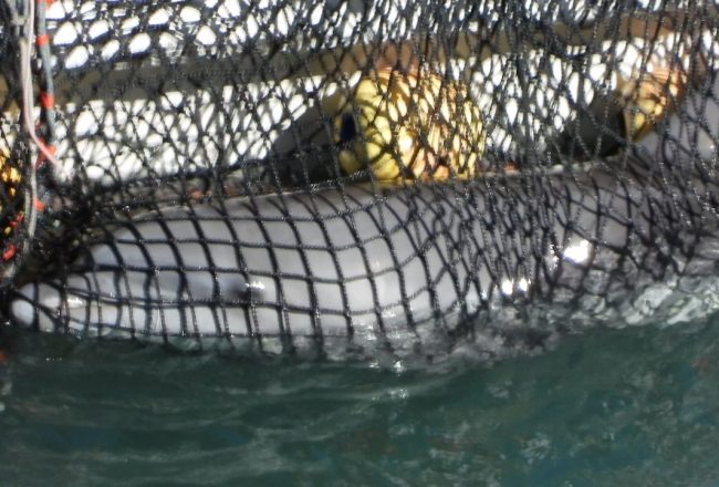 Bottlenose dolphin secured to skiff, after being ripped away from their pod and the open ocean for “life” in captivity, Taiji, Japan
