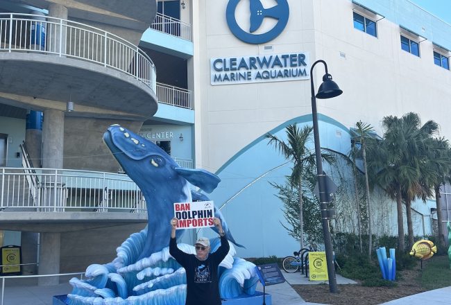Ric O’Barry, Founder/Director of Dolphin Project demonstrates at Clearwater Marine Aquarium, opposing the proposed transfer of five captive dolphins from Attica Zoological Park in Athens, Greece to Clearwater Marine Aquarium in Clearwater, Florida.