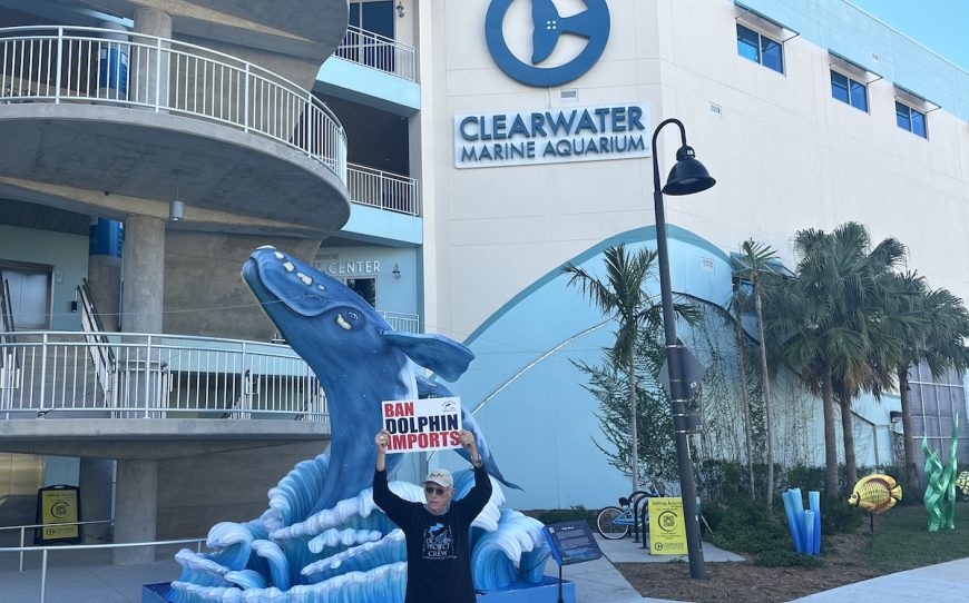 Ric O’Barry, Founder/Director of Dolphin Project demonstrates at Clearwater Marine Aquarium, opposing the proposed transfer of five captive dolphins from Attica Zoological Park in Athens, Greece to Clearwater Marine Aquarium in Clearwater, Florida.