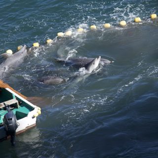Bottlenose dolphins are driven into the Cove for captive selection and/or slaughter, Taiji, Japan