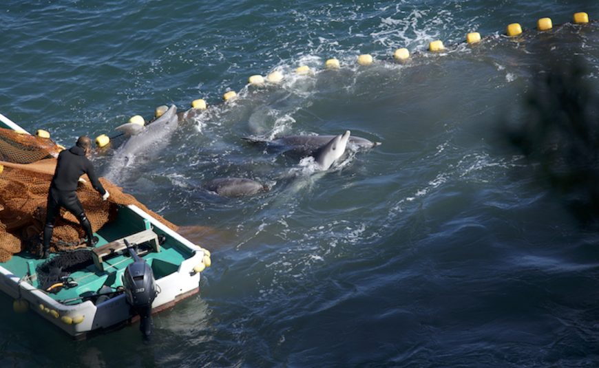 Bottlenose dolphins are driven into the Cove for captive selection and/or slaughter, Taiji, Japan