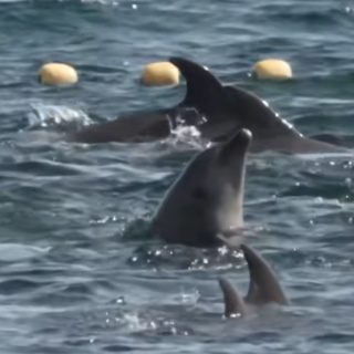A pod of bottlenose dolphins are driven into the Cove, Taiji, Japan.