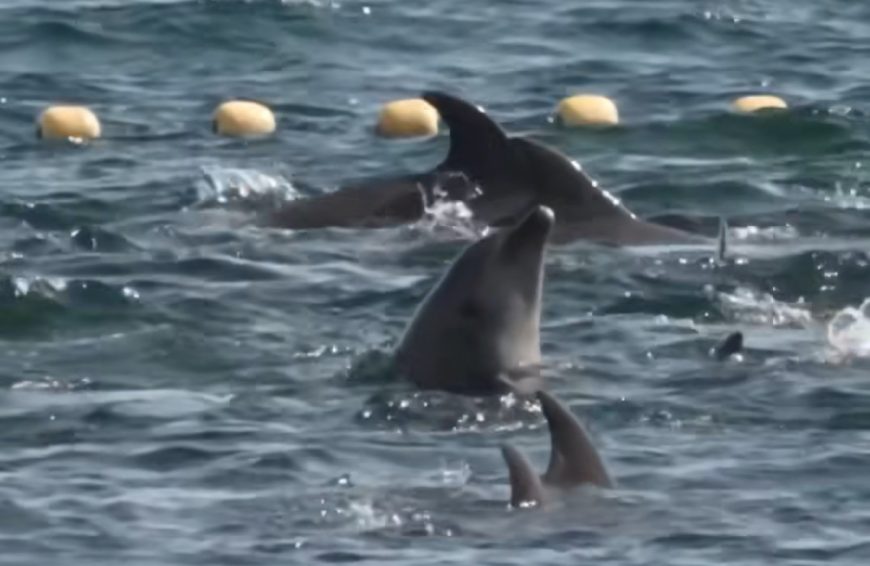 A pod of bottlenose dolphins are driven into the Cove, Taiji, Japan.