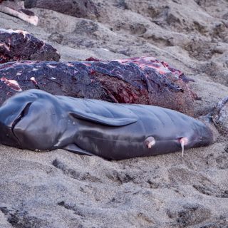 Pilot whale dragged onto beach after being brutally slaughtered in the village of Lamalera, on the island of Lembata, Indonesia