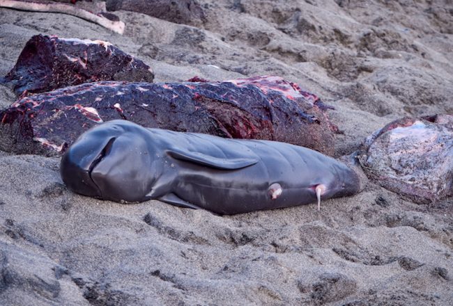 Pilot whale dragged onto beach after being brutally slaughtered in the village of Lamalera, on the island of Lembata, Indonesia