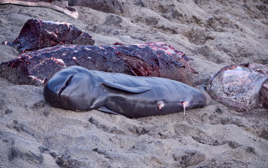 Pilot whale dragged onto beach after being brutally slaughtered in the village of Lamalera, on the island of Lembata, Indonesia