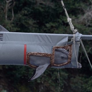 Bottlenose dolphin transferred to an unknown destination