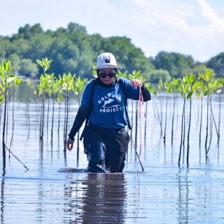 Featured image: Dolphin Project’s Indonesian team examines the progress of the mangrove seedlings we planted one year ago, West Bali, Indonesia.