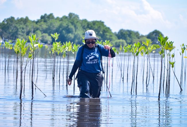 Featured image: Dolphin Project’s Indonesian team examines the progress of the mangrove seedlings we planted one year ago, West Bali, Indonesia.