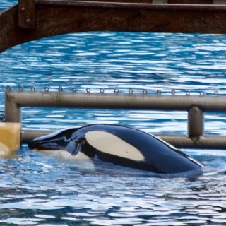 Morgan is believed to belong to a community of orcas in Norway. When, on June 24, 2010, she was found dehydrated and malnourished off the coast of Holland, staff from Harderwijk dolphinarium brought her ashore and placed her in one of their tanks. In 2011, a judge ruled that she should be sent to Loro Parque, and she arrived there on November 29th that year. She has lived there since, and a team of trainers has successfully shaped her into a performer, just like the others. Her new calf, too, will no doubt be incorporated into shows as soon as he can be trained to follow his trainers' commands.