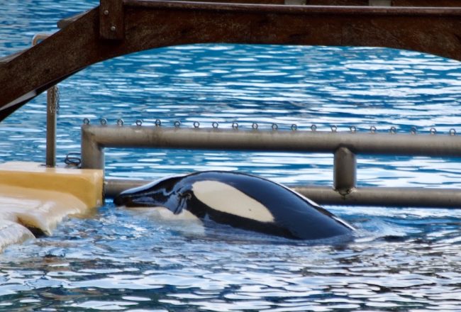 Morgan is believed to belong to a community of orcas in Norway. When, on June 24, 2010, she was found dehydrated and malnourished off the coast of Holland, staff from Harderwijk dolphinarium brought her ashore and placed her in one of their tanks. In 2011, a judge ruled that she should be sent to Loro Parque, and she arrived there on November 29th that year. She has lived there since, and a team of trainers has successfully shaped her into a performer, just like the others. Her new calf, too, will no doubt be incorporated into shows as soon as he can be trained to follow his trainers' commands. 