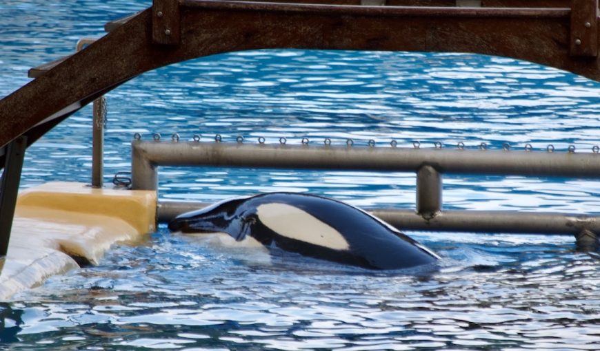 Morgan is believed to belong to a community of orcas in Norway. When, on June 24, 2010, she was found dehydrated and malnourished off the coast of Holland, staff from Harderwijk dolphinarium brought her ashore and placed her in one of their tanks. In 2011, a judge ruled that she should be sent to Loro Parque, and she arrived there on November 29th that year. She has lived there since, and a team of trainers has successfully shaped her into a performer, just like the others. Her new calf, too, will no doubt be incorporated into shows as soon as he can be trained to follow his trainers' commands. 