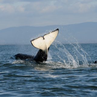 Southern Resident Killer Whales swim wild and free in the waters of the Olympic Coast National Marine Sanctuary, WA. Credit: Candice Emmons/NOAA, author: National Marine Sanctuaries. Note: image is part of the public domain.