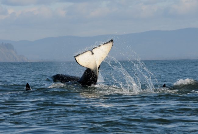 Southern Resident Killer Whales swim wild and free in the waters of the Olympic Coast National Marine Sanctuary, WA. Credit: Candice Emmons/NOAA, author: National Marine Sanctuaries. Note: image is part of the public domain.