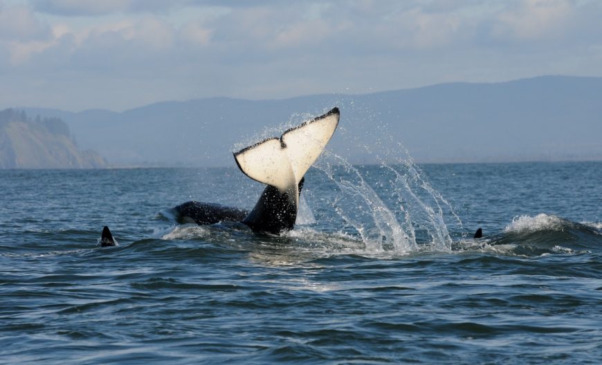 Southern Resident Killer Whales swim wild and free in the waters of the Olympic Coast National Marine Sanctuary, WA. Credit: Candice Emmons/NOAA, author: National Marine Sanctuaries. Note: image is part of the public domain.
