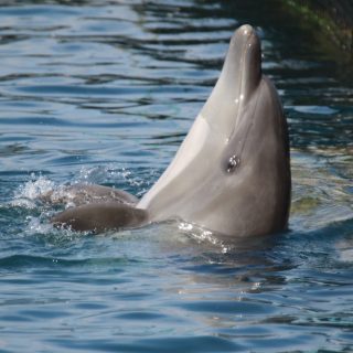 Wild-caught dolphin will spend the remainder of its life in a concrete cage