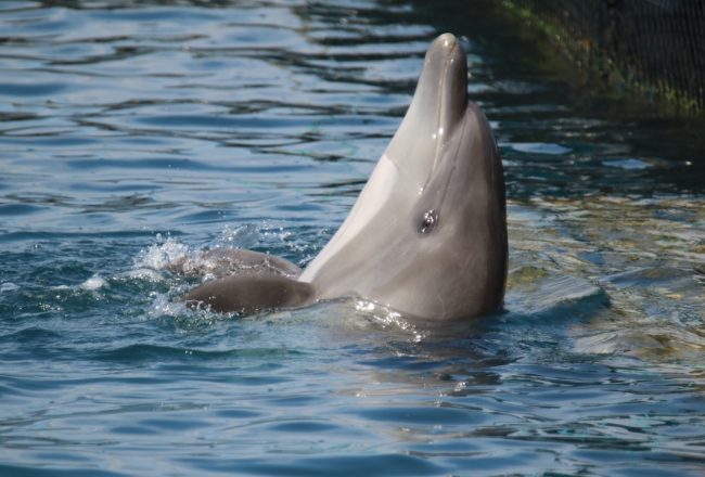 Wild-caught dolphin will spend the remainder of its life in a concrete cage