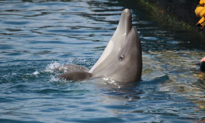Wild-caught dolphin will spend the remainder of its life in a concrete cage