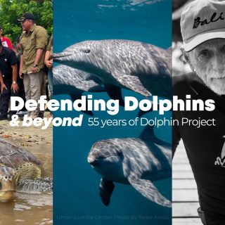 Dolphin Project’s 55th birthday