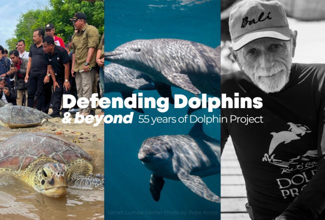 Dolphin Project’s 55th birthday