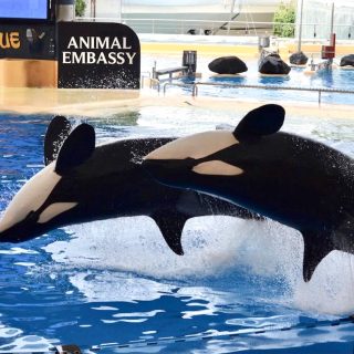Morgan (pictured in the back) and Kohana jump on command during a show at Loro Parque’s orca stadium in December 2021, just ten months before Kohana's death in September 2022. Citing inadequate living conditions, a scientific agency in Spain has refused the transfer of Icelandic orcas Wikie and her son Keijo from Marineland d'Antibes in France to Loro Parque in Tenerife where four orcas have died in the last four years.