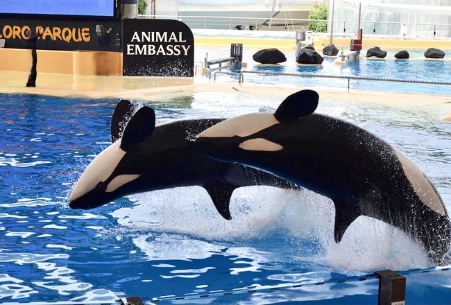 Morgan (pictured in the back) and Kohana jump on command during a show at Loro Parque’s orca stadium in December 2021, just ten months before Kohana's death in September 2022. Citing inadequate living conditions, a scientific agency in Spain has refused the transfer of Icelandic orcas Wikie and her son Keijo from Marineland d'Antibes in France to Loro Parque in Tenerife where four orcas have died in the last four years.