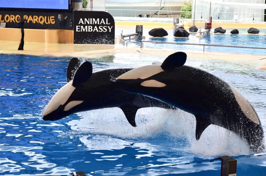 Morgan (pictured in the back) and Kohana jump on command during a show at Loro Parque’s orca stadium in December 2021, just ten months before Kohana's death in September 2022. Citing inadequate living conditions, a scientific agency in Spain has refused the transfer of Icelandic orcas Wikie and her son Keijo from Marineland d'Antibes in France to Loro Parque in Tenerife where four orcas have died in the last four years.