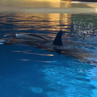 Morgan has given birth twice since she arrived at Loro Parque in 2011, first to a daughter, who is now dead, and recently to a son. How long will it be before trainers start the process of shaping Morgan's second offspring into a performer, just like they did with her daughter Ula?