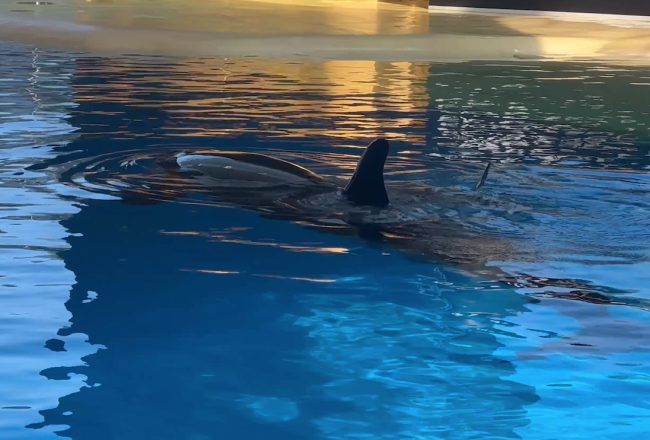 Morgan has given birth twice since she arrived at Loro Parque in 2011, first to a daughter, who is now dead, and recently to a son. How long will it be before trainers start the process of shaping Morgan's second offspring into a performer, just like they did with her daughter Ula?