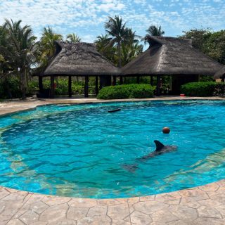 The dolphinarium at Hotel Barceló in the Riviera Maya is now closed. Credit: Federal Attorney for Environmental Protection (PROFEPA), Mexico