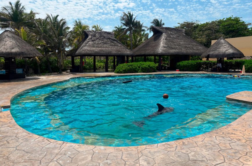 The dolphinarium at Hotel Barceló in the Riviera Maya is now closed. Credit: Federal Attorney for Environmental Protection (PROFEPA), Mexico