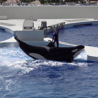 Stella, who is pictured here with a dominant trainer standing on her back, is one of the last three survivors of the more than 50 wild-caught orcas that were flown out of Iceland during the ’70s and ’80s. The other two are female orca Katina who was captured in 1978 and performs at SeaWorld in Orlando, and a male called Ulises, who was captured in 1980 and performs at SeaWorld in San Diego.