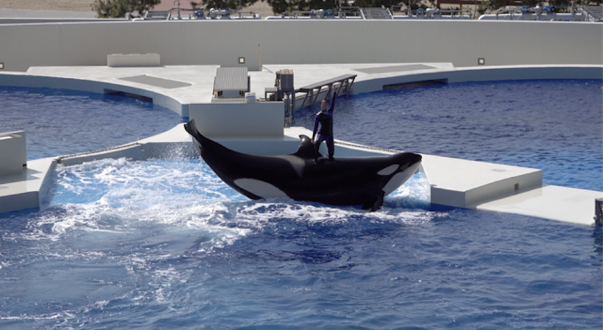 Stella, who is pictured here with a dominant trainer standing on her back, is one of the last three survivors of the more than 50 wild-caught orcas that were flown out of Iceland during the ’70s and ’80s. The other two are female orca Katina who was captured in 1978 and performs at SeaWorld in Orlando, and a male called Ulises, who was captured in 1980 and performs at SeaWorld in San Diego.