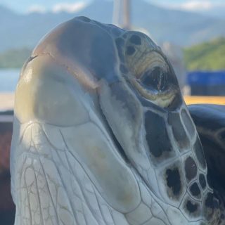 Rescued green sea turtle, Coco