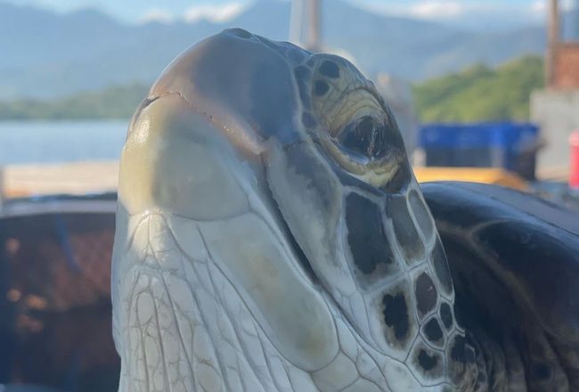 Rescued green sea turtle, Coco