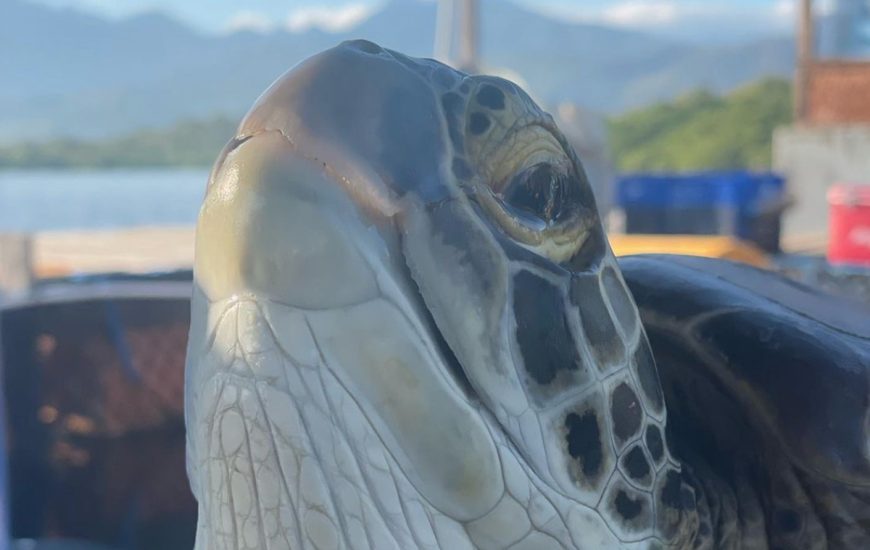 Rescued green sea turtle, Coco
