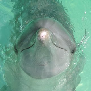 On June 25, The Mexican Chamber of Deputies approved a groundbreaking legal reform, banning the reproduction of marine mammals including their use in concrete tanks, as well as prohibiting physical contact during swim-with-dolphins sessions. The reform, which was already passed by the Senate, amends Articles 47 Bis 4, 60 Bis, 122, and 127 of the General Wildlife Law, representing a milestone in the protection of marine mammals in Mexico.
