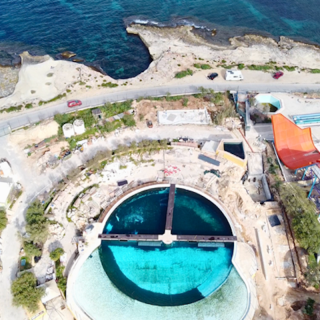 Mediterraneo Marine Park in Malta, which calls itself "a premier tourist attraction," has given this barren and shallow concrete confinement the ludicrous name "Dolphin Lagoon" and exploits the trapped dolphins in shows and a petting-program for tourists. The dolphins have no access to shade and cannot seek any protection from the relentless sun during the hot summer months. No dolphin should ever have to live under such inhumane conditions. We are calling for an immediate investigation into the dolphins' living conditions and urge authorities in Malta to revoke the amusement park’s zoo license