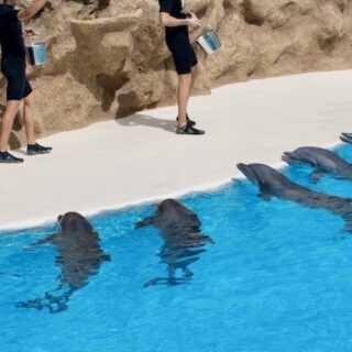 Six of the eight performing dolphins at Loro Parque in Tenerife were born in captivity. They’ve never seen the ocean or chased a live fish. Yet they're promoted as “ambassadors” for their wild relatives. But dolphins in tanks don’t represent the wild — they represent a life stripped of freedom.