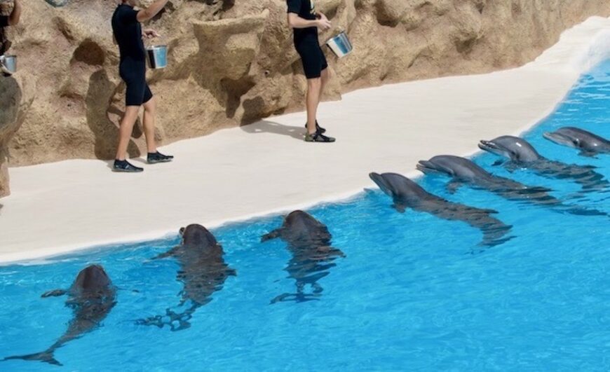 Six of the eight performing dolphins at Loro Parque in Tenerife were born in captivity. They’ve never seen the ocean or chased a live fish. Yet they're promoted as “ambassadors” for their wild relatives. But dolphins in tanks don’t represent the wild — they represent a life stripped of freedom.