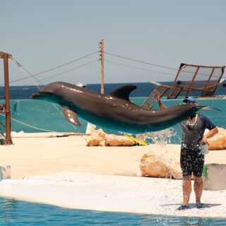 There's a cruel irony in keeping dolphins in tanks within sight of the ocean – the vast, natural world that should be theirs. Born to roam the open sea and dive deep beneath the waves, they’re instead confined to barren pools, performing tricks while their true home glistens just beyond reach.