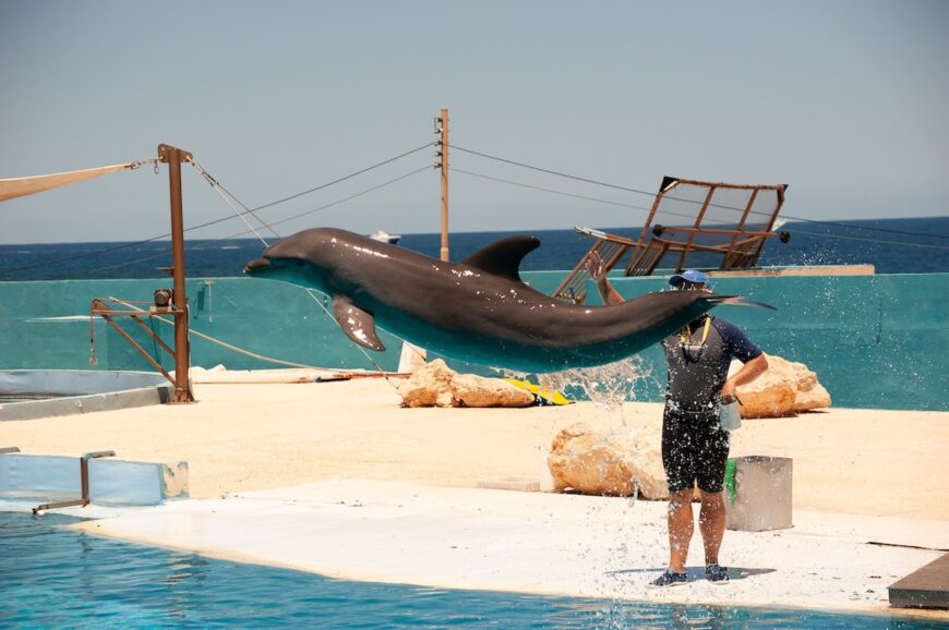 There's a cruel irony in keeping dolphins in tanks within sight of the ocean – the vast, natural world that should be theirs. Born to roam the open sea and dive deep beneath the waves, they’re instead confined to barren pools, performing tricks while their true home glistens just beyond reach.