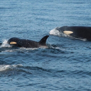 'J" pod Southern Resident Killer Whales, NOAA Fisheries via Outside Magazine, author: Katy Foster. Note: image is part of the public domain.