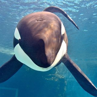 Earth, who was 100 percent Icelandic and spent his entire life in captivity, has died at the Port of Nagoya Public Aquarium in Japan under unclear circumstances. Born in 2008 and separated from his mother at age seven, Earth was moved between facilities like many captive orcas, ultimately spending his final years alongside his aunt Rin - now left completely alone.