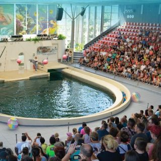 The five dolphins at Varna Dolphinarium in Bulgaria are trapped in a tiny tank inside a building - a sterile, artificial concrete box that serves as their entire world. It's the equivalent of forcing them to spend their entire lives in a bathtub, stripped of space, stimulation, and any resemblance to their natural ocean home. Calling it "living" is an insult to what these highly intelligent and social beings deserve. This isn't just confinement - it's cruelty, plain and simple