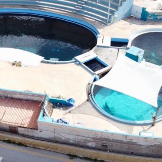 Since its opening in 1992, Mediterraneo Marine Park has seen the deaths of several dolphins - both wild-caught and captive-born - within its deteriorating tanks. The evidence of ongoing suffering is undeniable. We urge the Maltese authorities to take immediate action and end this cruelty once and for all.