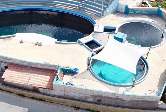 Since its opening in 1992, Mediterraneo Marine Park has seen the deaths of several dolphins - both wild-caught and captive-born - within its deteriorating tanks. The evidence of ongoing suffering is undeniable. We urge the Maltese authorities to take immediate action and end this cruelty once and for all.