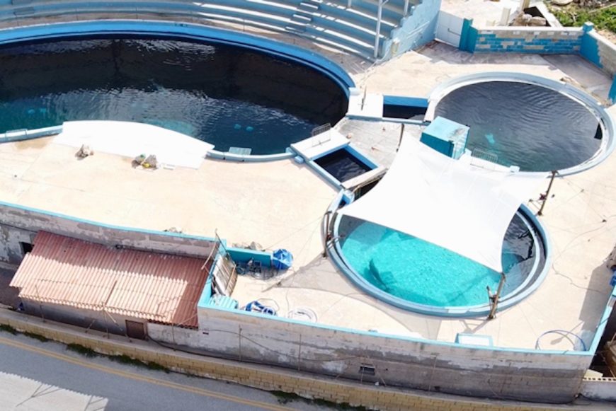 Since its opening in 1992, Mediterraneo Marine Park has seen the deaths of several dolphins - both wild-caught and captive-born - within its deteriorating tanks. The evidence of ongoing suffering is undeniable. We urge the Maltese authorities to take immediate action and end this cruelty once and for all.