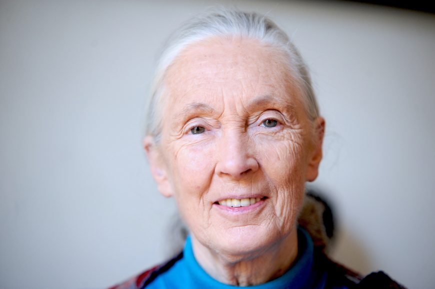 Jane Goodall. Licensed under the Creative Commons Attribution-Share Alike 4.0 International license, author: Nikeush