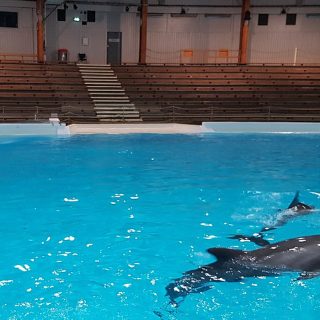 Featured image: Confined and trained to perform for applause, these intelligent and far-ranging beings are reduced to mere entertainers in a barren tank. In between shows, they languish at the surface, with nothing to do and nothing to explore. Kolmården Zoo has profited from dolphin shows for decades, and even now, as it moves toward closing the dolphin stadium, it has yet to acknowledge the undeniable suffering captivity has caused these animals. Credit: Creative Commons Attribution-Share Alike 4.0 International license, author: Kigsz